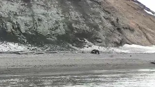 Спасаясь от медведя, житель Камчатки прыгнул в реку