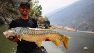 116 cm Golden Mahseer Nepal Sunkoshi, Nepal Fishing 2024 and Camping,Catch and Release. SAVE MAHSEER