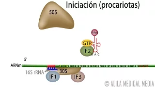 Traducción Procariota – Síntesis de Proteínas. Alila Medical Media Español.