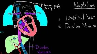 Fetal Circulation Right Before Birth