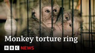 Global monkey torture ring exposed by BBC - BBC News