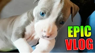 MI NUEVA PERRITA DE OJOS AZULES !! EPIC VLOG Makiman