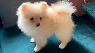 Toy Pomeranian Grooming 🔥