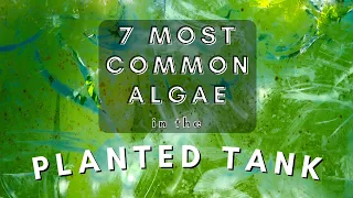 7 most common types of algae in the planted aquarium