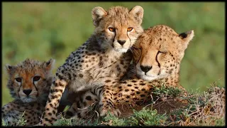 African Wildlife AIB Part 1112