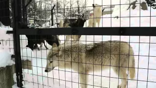 ２０１６年１月　　旭山動物園　オオカミの遠吠え