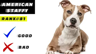 American Staffordshire terrier Pros And Cons