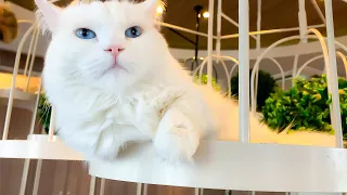 Посещение кошачьего кафе!🐈 | Neko Cafe МОККА СИБУЯ