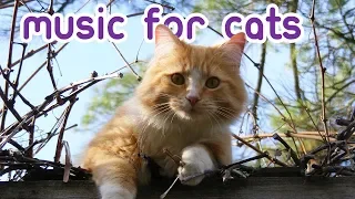 EXTREMELY Soothing Cat Therapy Music - Relax Your Cat!