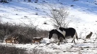 Die Reaktion des hungrigen Wolfsrudels auf das Wildpferd ist unglaublich!