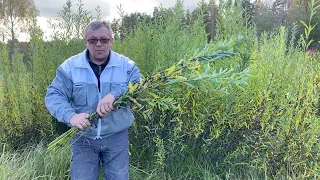 Собираем урожай дикой ивы для лозоплетения