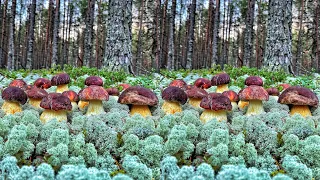 ГРИБНИКИ В НОКАУТЕ ОТ ТАКИХ БОГАТЫХ НАХОДОК! НЕ ОЖИДАЛИ! ЧУДО ЛЕС! КАРЕЛИЯ БЕЛЫЕ ГРИБЫ БОРОВИКИ 2021