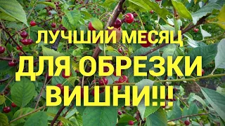 Когда Обрезать Вишню! Обрезка Вишни Только в Июле.