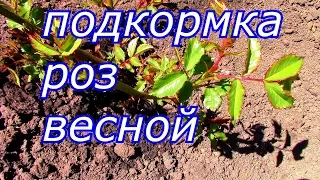 ПЕРВАЯ ВЕСЕННЯЯ  ПОДКОРМКА РОЗ . КАК ПОМОЧЬ РОЗАМ ПОСЛЕ ЗИМЫ.