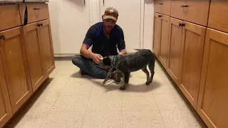 Blue Heeler Puppy Training