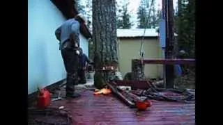 Tree felling in close quarters.