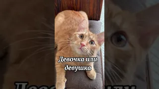 Симбочка поздравляет с 8 марта!🥰🌷😸