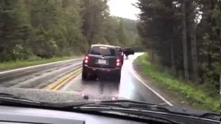 Yellowstone bison gone mad!