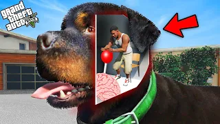 GTA 5 : Franklin Enter Chop's Head To Control Chop Brain in GTA 5!(GTA 5 mods)