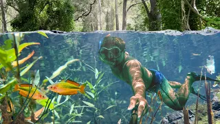 Into the Australian Rainforest - Exploring Clear Water Creeks