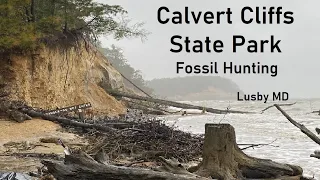 Calvert Cliffs State Park Fossil Hunting & Solomon's Island Museum & Drum Point Lighthouse