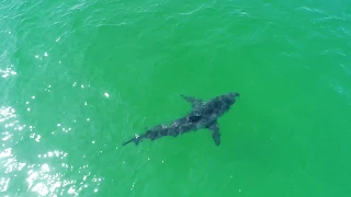 Great White Sharks Close to Beach // Cape Cod, MA // 4K Drone Footage