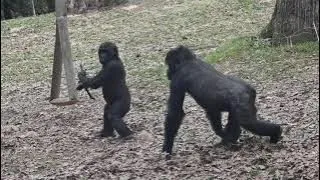 Kid Gorilla Floyd gets Gorilla-Piggy Back ride from Big Sister.