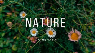 NATURE CINEMATIC Video