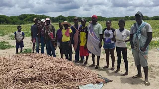 família reunida fartura e alegria no roçado de seu Libânio e dona Sebastiana no sertão nordestino.