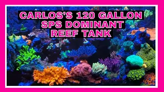 Carlos's 120 Gallon SPS Dominant Reef Tank - 120 Gallon Reef Tank - Tank Tour