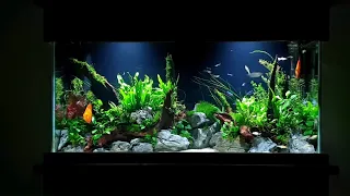 How To: Planted Aquarium Tutorial - 55 Gallon Aquascape With Discus