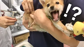 【柴犬】初めての注射に驚く子犬。