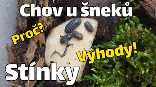 Chov stínek u šneků| Výhody, Soužití, Užitek,...