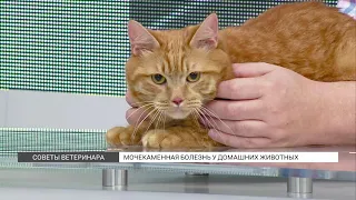 Советы ветеринара: мочекаменная болезнь у кошек