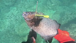 Spearfishing The Shallow’s | Maui, Hawaii |