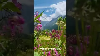 Valley of flowers Uttarakhand #ytshorts #uttarakhand #fulokighati #valleyofflowers #youtubeshorts