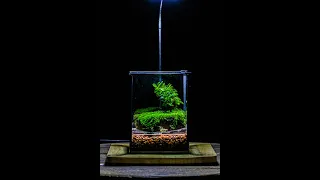 most easy moss terrarium diy tutorial: microlandscape island