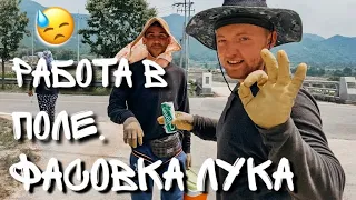 КАК ФАСОВАТЬ ЛУК? РАБОТА В КОРЕЕ, В ПОЛЯХ [#5]