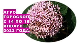 Агрогороскоп с 14 по 18 января 2022 года