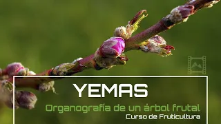 Cómo identificar 🤓 los Tipos de YEMAS 🌿 en los árboles frutales 🌳 [v 47] Fruticultura con LdN 2022