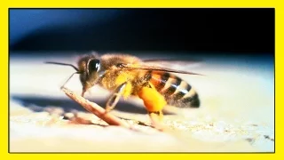 Африканизированная Пчела Убийца - гибрид африканской пчелы с различными видами пчёл.