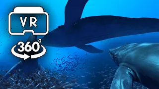 Underwater Whale Encounter - VR 360 Video 4K