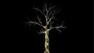The tree of knowledge Bill Viola