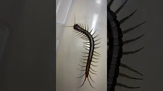 Giant Centipede Swimming in Bathtub