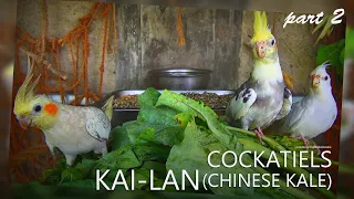 Cockatiels and Gai Lan/Kai-lan Part 2