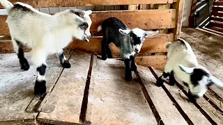 Morning with baby goats! / Can you name the babies? Tiny Herc life!