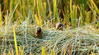 A Farmer is collected rices| Birds still looking for food