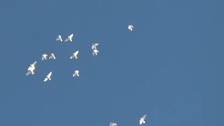полёт Будапештских высоколётных голубей 25 02 2022г