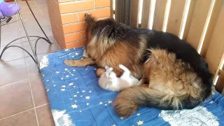 Собака дружит с котом