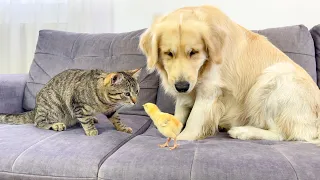 Adorable Golden Retriever and Cat Shocked by Tiny Chick [Kitty Sees Him for the First Time]